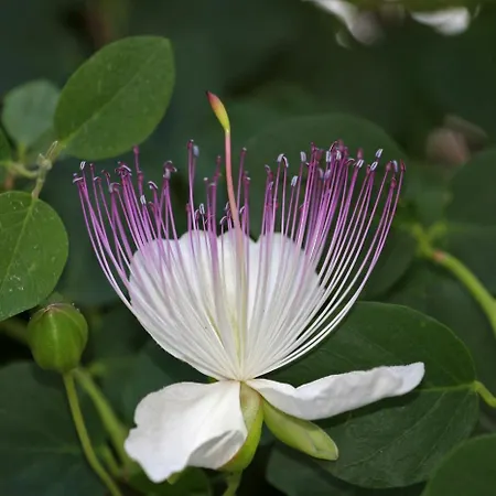 Kapar - Sufit * Trogir