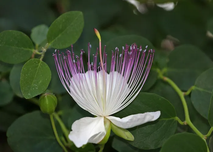 Kapar - Sufit * Trogir